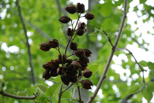 Princess+Tree (<I>Paulownia tomentosa</I>), Medoc Mountain State Park, North Carolina, United States