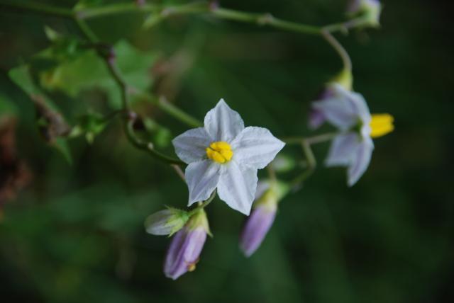 Carolina+Horse-nettle (<I>Solanum carolinense</I>), Medoc Mountain State Park, North Carolina, United States