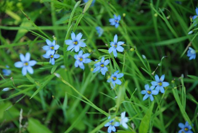 Pointed+Blue-eyed-grass (<I>Sisyrinchium angustifolium</I>), Medoc Mountain State Park, North Carolina, United States