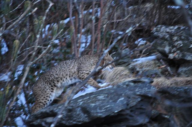 Bobcat (<I>Lynx rufus</I>), Mount Jefferson State Natural Area, North Carolina, United States