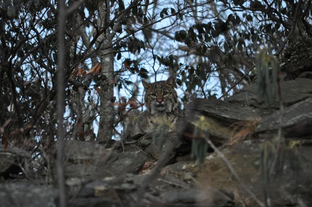 Bobcat (<I>Lynx rufus</I>), Mount Jefferson State Natural Area, North Carolina, United States