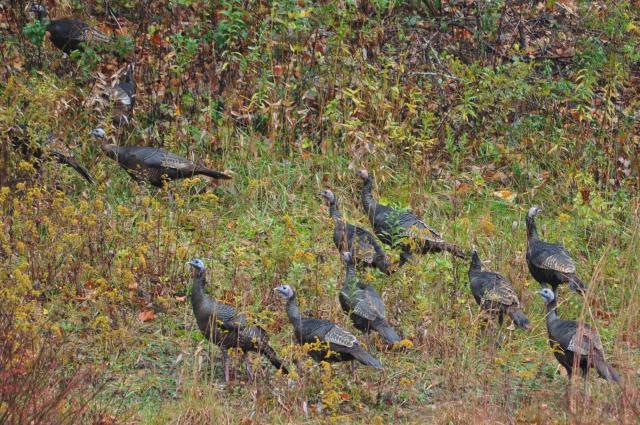 Wild+Turkey (<I>Meleagris gallopavo</I>), Mount Jefferson State Natural Area, North Carolina, United States