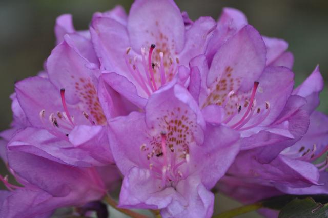 Catawba+Rhododendron (<I>Rhododendron catawbiense</I>), Mount Jefferson State Natural Area, North Carolina, United States