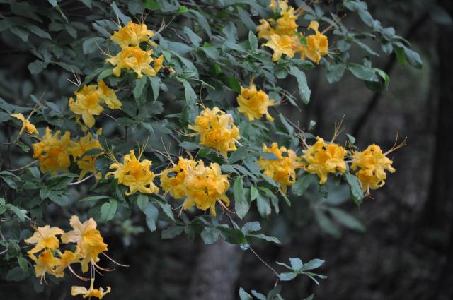 Flame+Azalea (<I>Rhododendron calendulaceum</I>), Mount Jefferson State Natural Area, North Carolina, United States