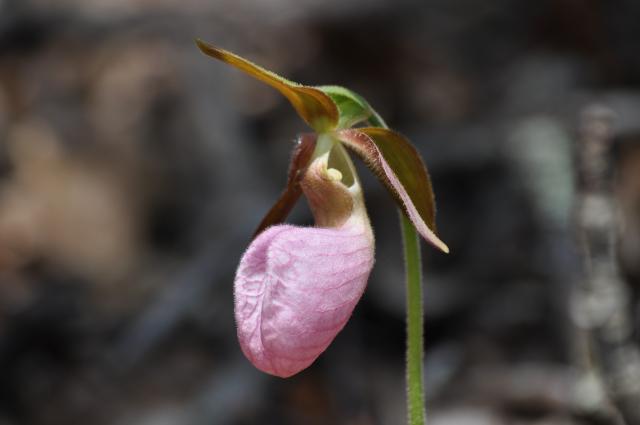 Pink+Lady%27s-slipper (<I>Cypripedium acaule</I>), Mount Jefferson State Natural Area, North Carolina, United States