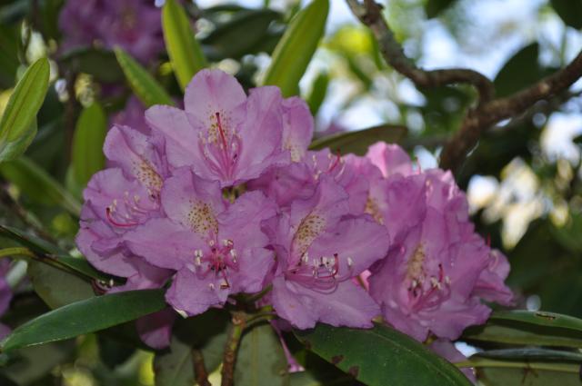 Catawba+Rhododendron (<I>Rhododendron catawbiense</I>), Mount Jefferson State Natural Area, North Carolina, United States