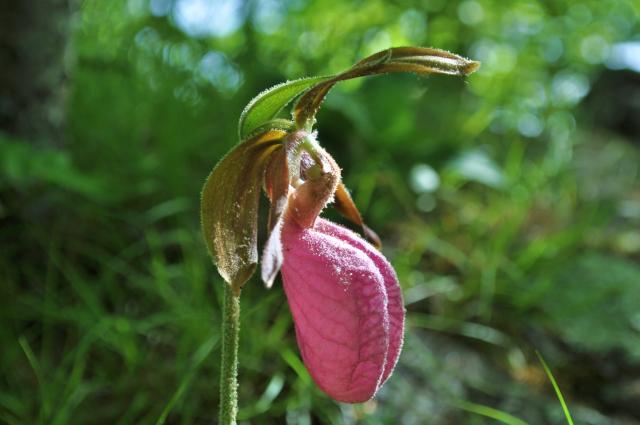 Pink+Lady%27s-slipper (<I>Cypripedium acaule</I>), Mount Jefferson State Natural Area, North Carolina, United States
