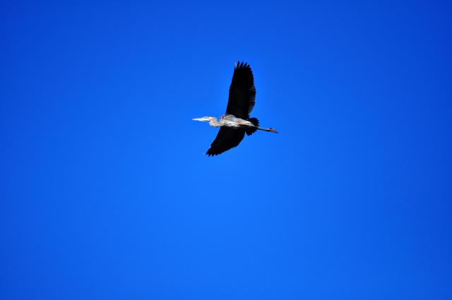 Great+Blue+Heron (<I>Ardea herodias</I>), Mount Jefferson State Natural Area, North Carolina, United States