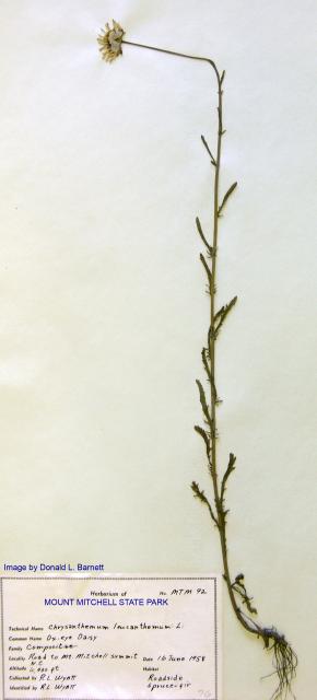 Oxeye+Daisy (<I>Leucanthemum vulgare</I>), Mount Mitchell State Park, North Carolina, United States