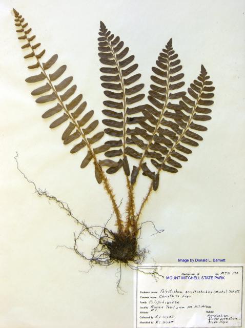 Christmas+Fern (<I>Polystichum acrostichoides</I>), Mount Mitchell State Park, North Carolina, United States