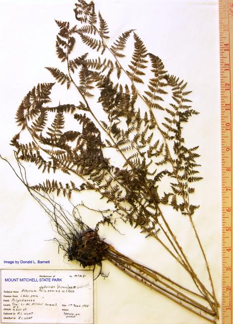 Southern+Lady+Fern (<I>Athyrium asplenioides</I>), Mount Mitchell State Park, North Carolina, United States