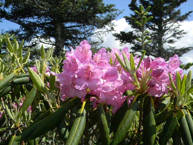 Catawba+Rhododendron (<I>Rhododendron catawbiense</I>), Mount Mitchell State Park, North Carolina, United States