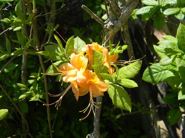 Flame+Azalea (<I>Rhododendron calendulaceum</I>), Mount Mitchell State Park, North Carolina, United States
