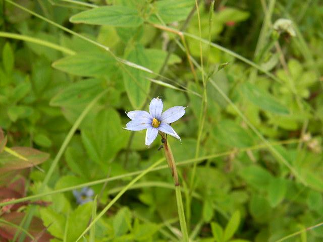 Pointed+Blue-eyed-grass (<I>Sisyrinchium angustifolium</I>), Mount Mitchell State Park, North Carolina, United States