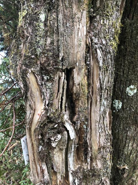 Eastern+Red+Cedar (<I>Juniperus virginiana</I>), Mount Mitchell State Park, North Carolina, United States