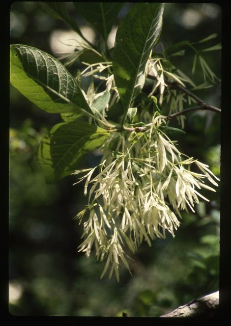 Fringe+Tree (<I>Chionanthus virginicus</I>), Morrow Mountain State Park, North Carolina, United States