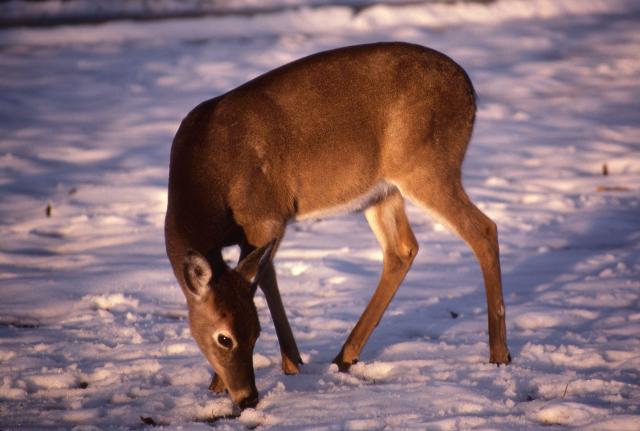 White-tailed+Deer (<I>Odocoileus virginianus</I>), Morrow Mountain State Park, North Carolina, United States