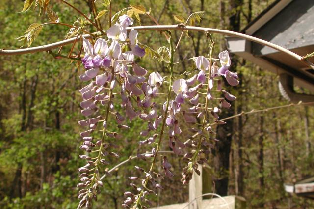 Chinese+Wisteria (<I>Wisteria sinensis</I>), Morrow Mountain State Park, North Carolina, United States