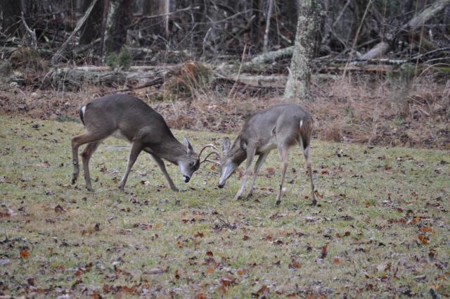White-tailed+Deer (<I>Odocoileus virginianus</I>), Morrow Mountain State Park, North Carolina, United States