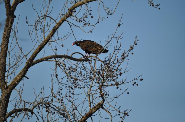 Turkey+Vulture (<I>Cathartes aura</I>), Morrow Mountain State Park, North Carolina, United States