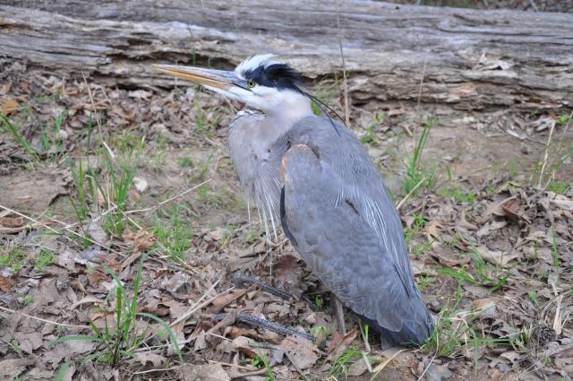 Great+Blue+Heron (<I>Ardea herodias</I>), Morrow Mountain State Park, North Carolina, United States