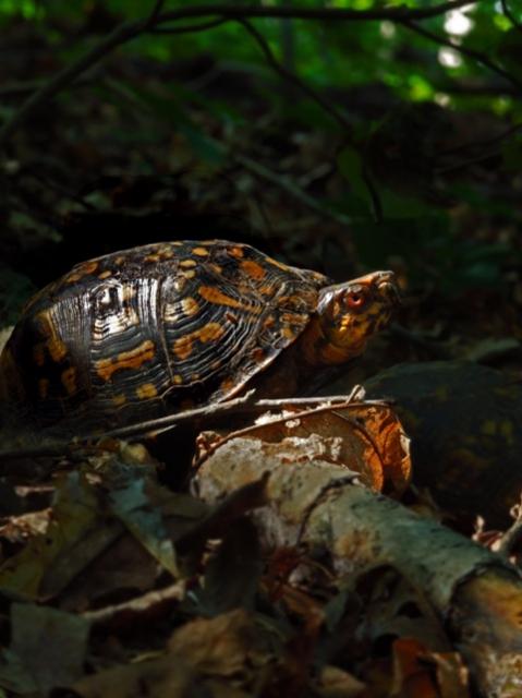 Eastern+Box+Turtle (<I>Terrapene carolina</I>), Morrow Mountain State Park, North Carolina, United States