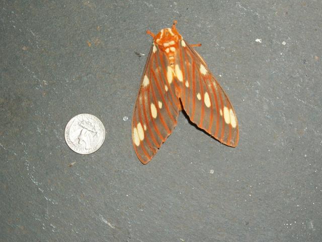 Royal+Walnut+Moth (<I>Citheronia regalis</I>), Morrow Mountain State Park, North Carolina, United States