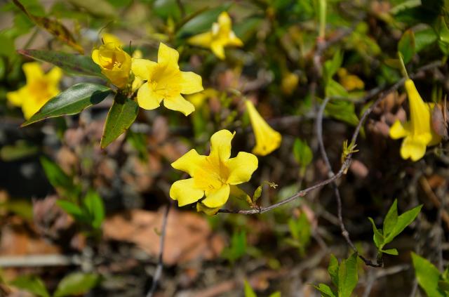 Yellow+Jessamine (<I>Gelsemium sempervirens</I>), Morrow Mountain State Park, North Carolina, United States
