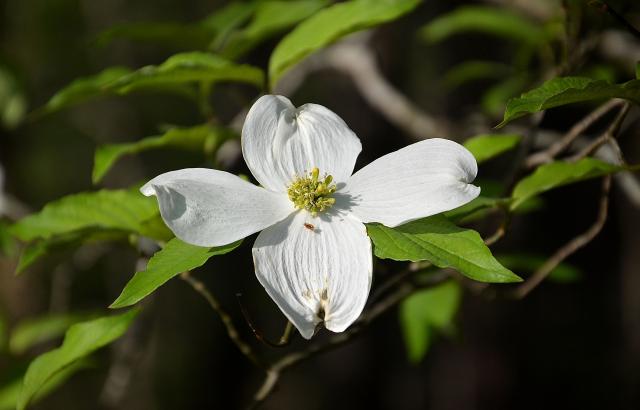 Flowering+Dogwood (<I>Cornus florida</I>), Morrow Mountain State Park, North Carolina, United States