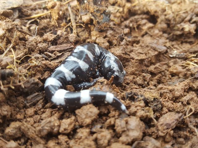 Marbled+Salamander (<I>Ambystoma opacum</I>), Morrow Mountain State Park, North Carolina, United States