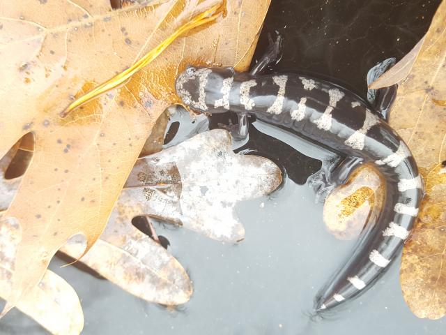 Marbled+Salamander (<I>Ambystoma opacum</I>), Morrow Mountain State Park, North Carolina, United States