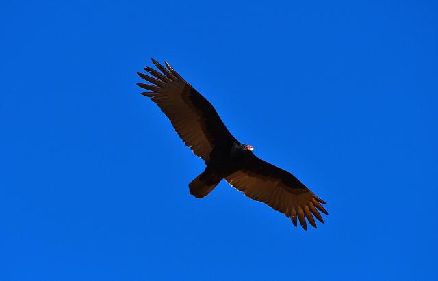 Turkey+Vulture (<I>Cathartes aura</I>), Morrow Mountain State Park, North Carolina, United States