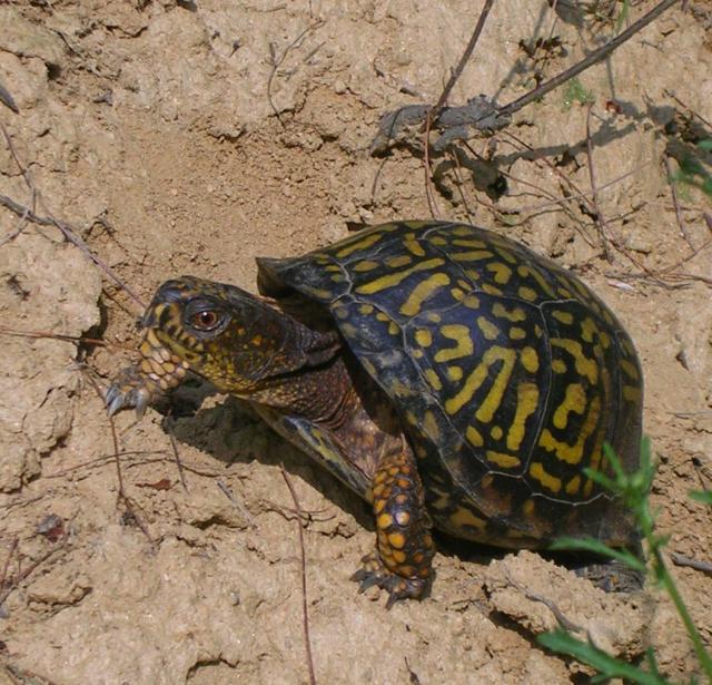 Eastern+Box+Turtle (<I>Terrapene carolina</I>), New River State Park, North Carolina, United States