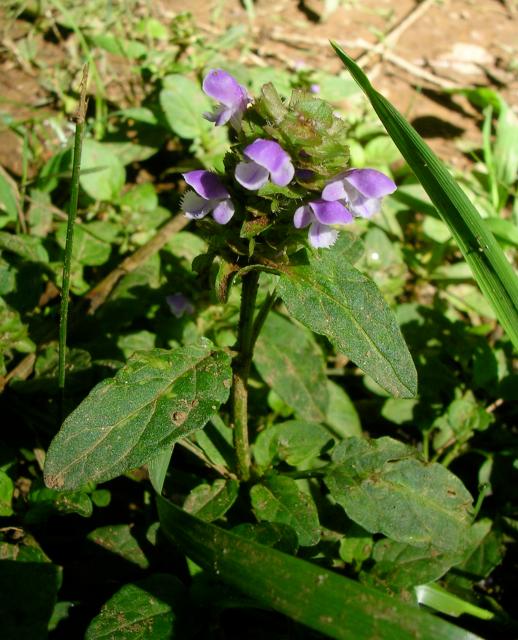 Self-heal (<I>Prunella vulgaris</I>), New River State Park, North Carolina, United States