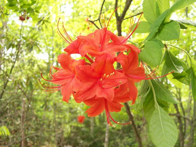 Flame+Azalea (<I>Rhododendron calendulaceum</I>), New River State Park, North Carolina, United States