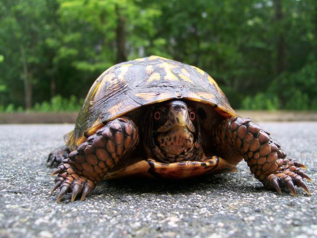 Eastern+Box+Turtle (<I>Terrapene carolina</I>), New River State Park, North Carolina, United States