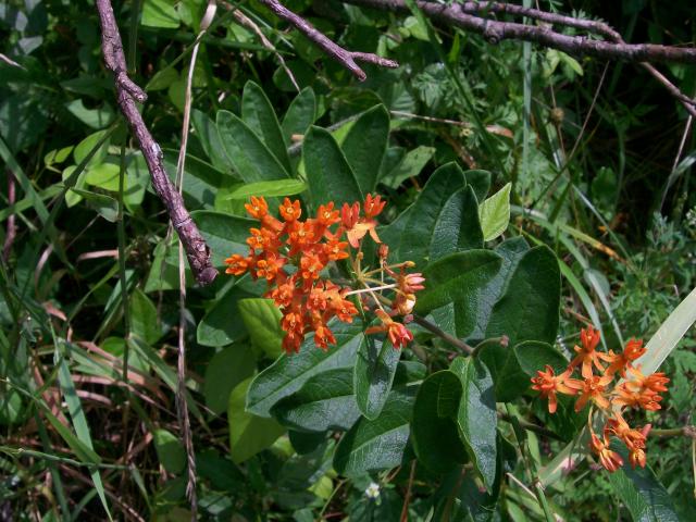 Butterfly+Milkweed (<I>Asclepias tuberosa var. tuberosa</I>), New River State Park, North Carolina, United States