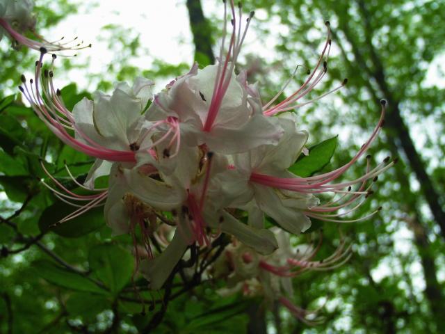 Pink+Azalea%2C+Pinxster+Azalea (<I>Rhododendron periclymenoides</I>), New River State Park, North Carolina, United States