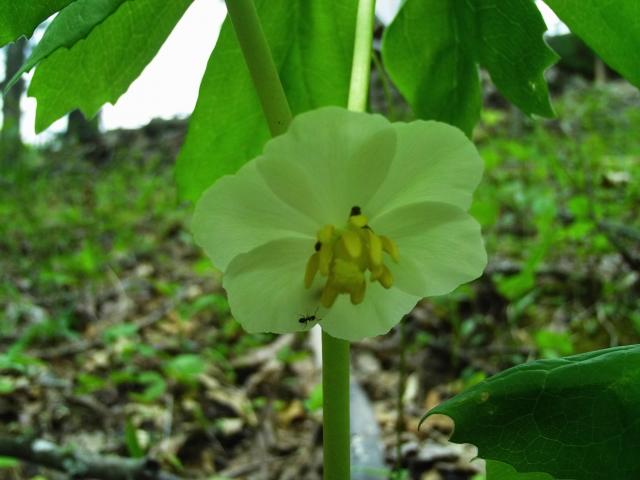 May+Apple (<I>Podophyllum peltatum</I>), New River State Park, North Carolina, United States
