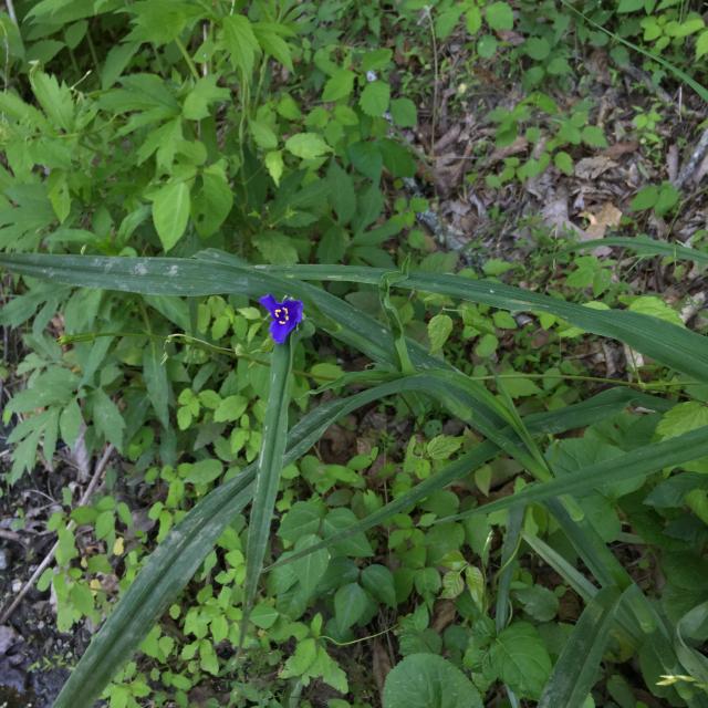 Ohio+Spiderwort (<I>Tradescantia ohiensis</I>), New River State Park, North Carolina, United States