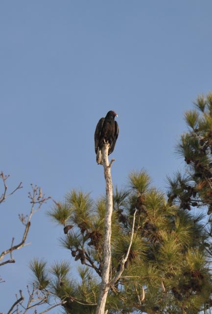 Turkey+Vulture (<I>Cathartes aura</I>), Not in a State Park, North Carolina, United States