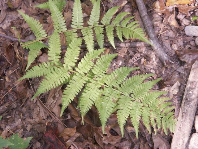 Southern+Lady+Fern (<I>Athyrium asplenioides</I>), Occoneechee Mountain State Natural Area, North Carolina, United States