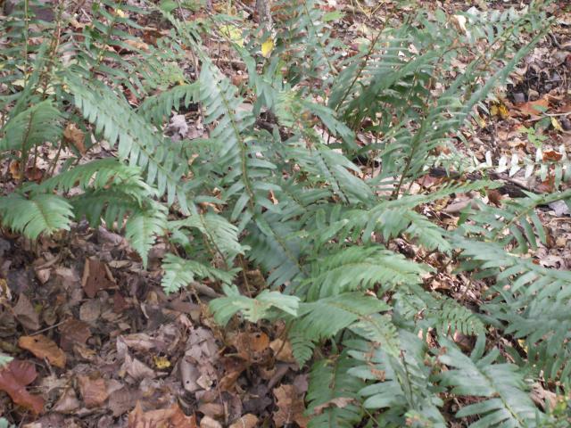 Christmas+Fern (<I>Polystichum acrostichoides</I>), Occoneechee Mountain State Natural Area, North Carolina, United States