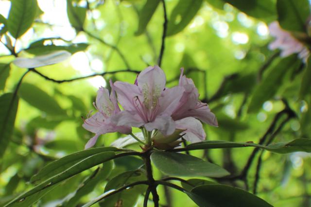 Catawba+Rhododendron (<I>Rhododendron catawbiense</I>), Occoneechee Mountain State Natural Area, North Carolina, United States