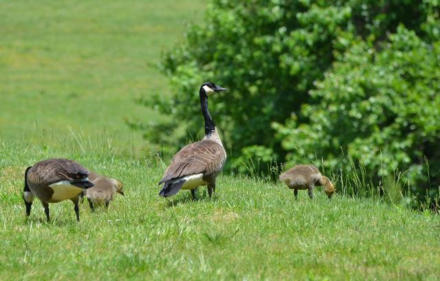 Canada+Goose (<I>Branta canadensis</I>), Occoneechee Mountain State Natural Area, North Carolina, United States