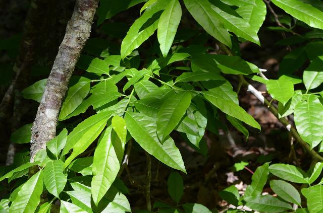 Sourwood (<I>Oxydendrum arboreum</I>), Occoneechee Mountain State Natural Area, North Carolina, United States