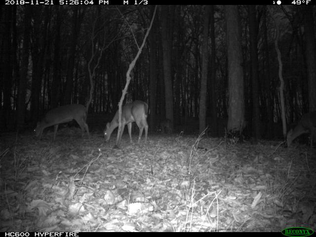 White-tailed+Deer (<I>Odocoileus virginianus</I>), Occoneechee Mountain State Natural Area, North Carolina, United States