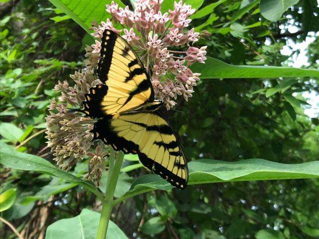 Eastern+Tiger+Swallowtail (<I>Papilio glaucus</I>), Occoneechee Mountain State Natural Area, North Carolina, United States
