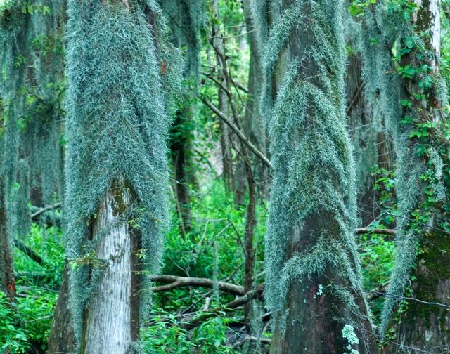 Spanish+Moss (<I>Tillandsia usneoides</I>), Pettigrew State Park, North Carolina, United States