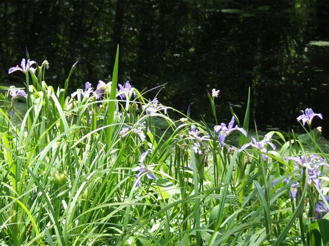 Virginia+Blue+Flag (<I>Iris virginica</I>), Pettigrew State Park, North Carolina, United States